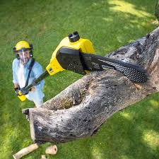 Best Tree Health Inspection  in Apache, OK