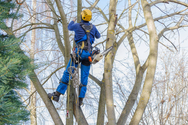 Best Tree Trimming and Pruning  in Apache, OK
