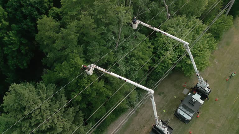 Apache, OK Tree Services Company