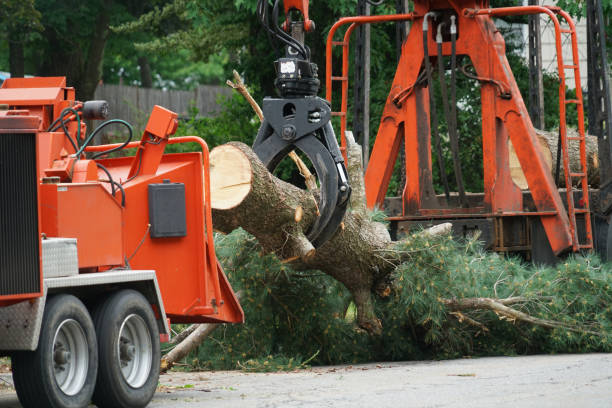 Best Storm Damage Tree Cleanup  in Apache, OK