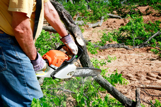 How Our Tree Care Process Works  in  Apache, OK